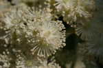 Climbing hydrangea